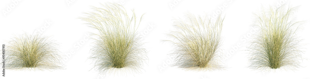 Set Of Stipa Capillata needle Grass Isolated Frontal Png On A 