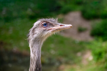 Portrait close-up of a white Ostrich - Struthio with blue eyes