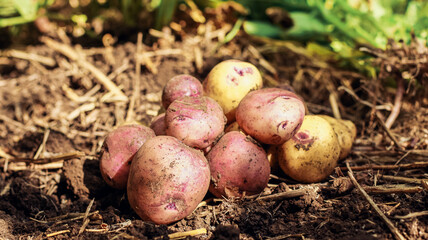 organic potatoes colorful fresh close-up, potato tubers