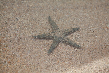 Starfish in shallow water sand beach background, Fiji