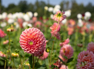 Stunning, dark pink dahlia pompom flowers by the name LATE miniature ball, photographed at Aylett near St Albans, Hertfordshire, UK