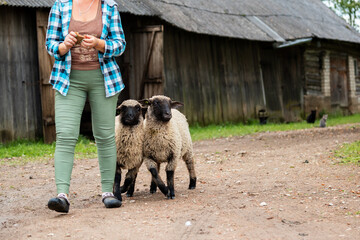 Woman in plaid shirt walking with two lambs on a farm, with wooden barn in the background.