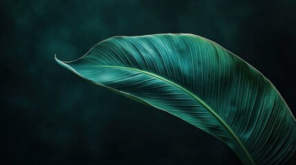 Canvas Print -   Close-up image of a green leaf against black background, featuring a white mark centered on the foliage