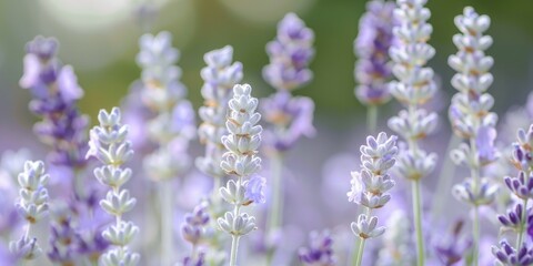 Canvas Print - Soft focused White Lavender Blossoms