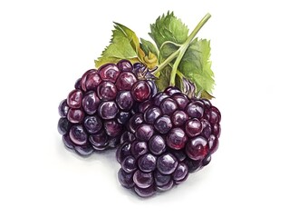 Wall Mural - A blackberry white background