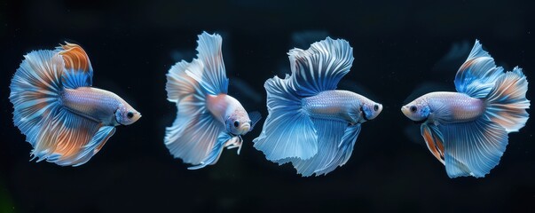 Rear view of four elegant betta fish swimming gracefully side by side against a dark background.