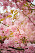© Oksana - Cherry blossom season. Sakura blossoms like a pink cloud on the streets of the city