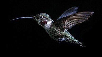 Sticker -   A hummingbird flutters in the breeze, wings outstretched, beak agape