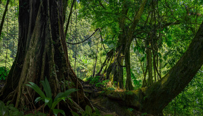 Wall Mural - Tropical jungles  of Southeast Asia