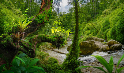 Wall Mural - Tropical jungles  of Southeast Asia