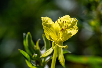 close up of yellow flower