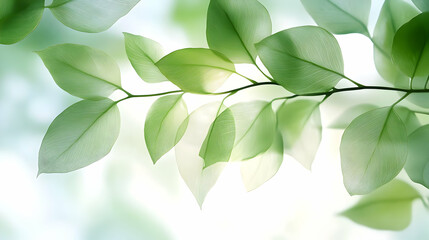 Canvas Print - Close-up of delicate green leaves with visible veins, backlit against a soft, white background.