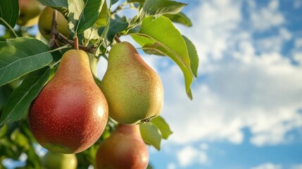 Ripe pear fruit growing on tree