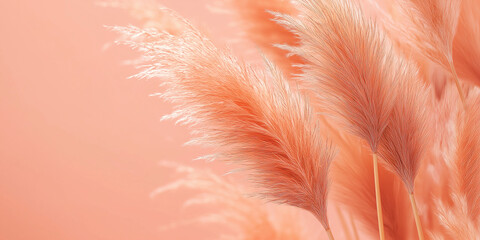 The pampas have a gentle, fluffy texture with shades of warm peach