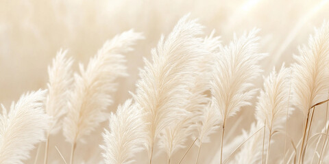 The pampas have a gentle, fluffy texture with shades of soft cream