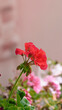 © Francisco - Geranio Rojo con fondo rosado