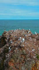 Wall Mural - Top view of rocky cliff with seagulls on seascape background. Clip. Seagulls sit on top of rocky cliff in sea. Beautiful rocky cliff on north coast with seagulls on background of sea horizon