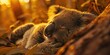 © AkuAku - Adorable sleeping baby koala