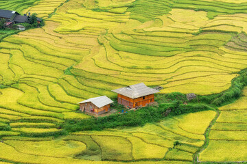 Wall Mural - Sapa Rice Terrace Field Harvest