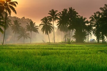 indonesia beauty landscape paddy fields in north bengkulu natural beautiful morning view from Indonesia of mountains and tropical forest