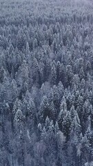 Wall Mural - December cold frosts. Clip. Helicopter view of snow-covered fir trees standing close to each other.