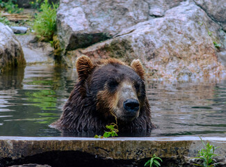 brown bear in water