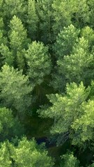 Wall Mural - Top view of tops of coniferous forest in summer. Clip. Beautiful coniferous forest with green trees. Dense wild forest with coniferous trees in summer