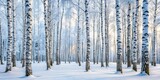 Snow-covered birch trees in a serene winter forest , Winter, forest, snowfall, birch trees, nature, tranquil, peaceful, beauty