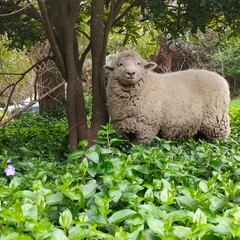 sheep in a field