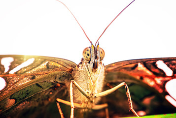 macro photo of butterfly on a leaf