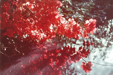 Sticker - Red Leaves Reflected in Still Water