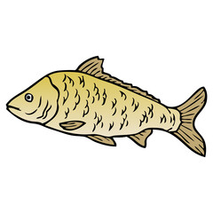 Wall Mural - carp fish vector illustration