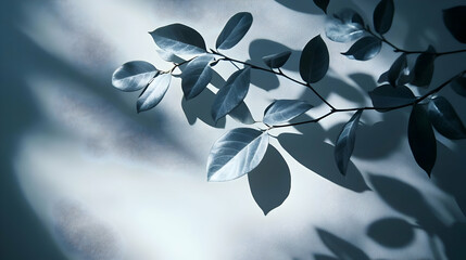 Blue Leaves and Shadows on White Wall Background