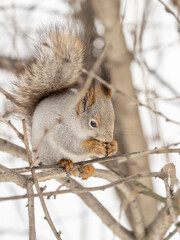 Poster - The squirrel with nut sits on tree in the winter or late autumn