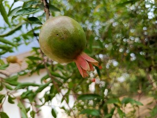 ruby red fruit with blooming flowers. Pomegranate (Punica granatum) is a fruit plant that can grow up to 5–8 m.