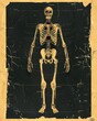 © MIN_NK - Detailed vintage illustration of a human skeleton. Perfect for educational purposes, anatomy studies, and artistic projects.