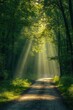 © Kamil - Forest Road Illuminated by Sunrays