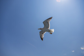 Seagull - Larus marinus flies through the air with outstretched wings. Blue sky. The harbor in the background.