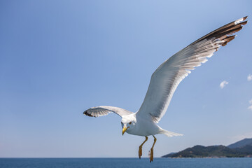 Wall Mural - Seagull - Larus marinus flies through the air with outstretched wings. Blue sky. The harbor in the background.