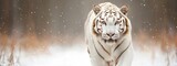  A white tiger navigates the snowy forest, contrasting against the landscape of tall grasses blanketed with snow