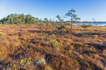 Canvas Print - Grove of pines on a bog landscape by a lake in the north