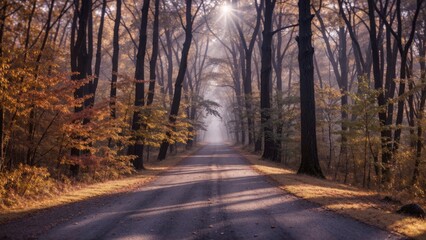 Wall Mural - Golden-lit mist-draped route winds through an autumn woodland