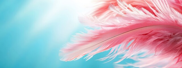 Sticker -  A tight shot of pink-white feathers on a blue backdrop, sunbeams filtering through them