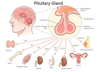 Wall Mural - pituitary gland, its role in hormone release and its influence on various organs and glands in the body diagram hand drawn schematic raster illustration. Medical science educational illustration