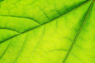 Macro shot of a leaf. Foliage nature background.