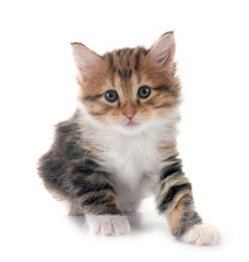 Poster - young Kurilian Bobtail in studio