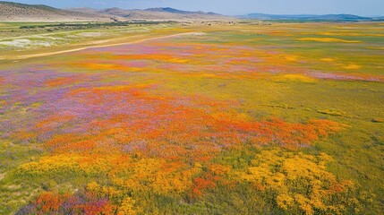 Top view of the vibrant colors of the Namaqualand flower bloom, with fields covered in a blanket of wildflowers