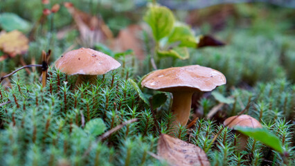 Three small brown mushrooms growing from green moss in autumn with copy space