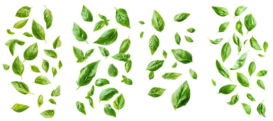 Poster - Basil falling, isolated on white, full depth of field