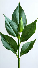 Canvas Print - Closeup of a green plant with a bud on a white background.